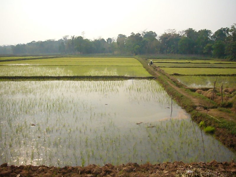 Travel - Myanmar - Inle Lake - Second Boat Trip - The Drivers Village - Drivers Family House and Fields
